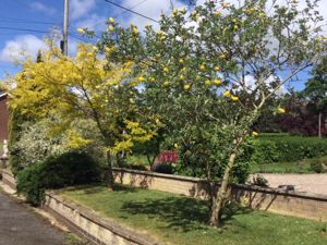 Garden in Springtime - Vendor Supplied Photograph- click for photo gallery